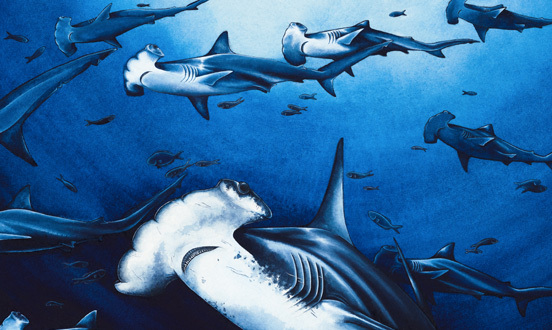 Oceanic 31 Artwork